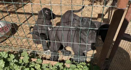Antalya’da yavru köpeklerin kulaklarını kesip satan üreticiye 327 bin TL ceza