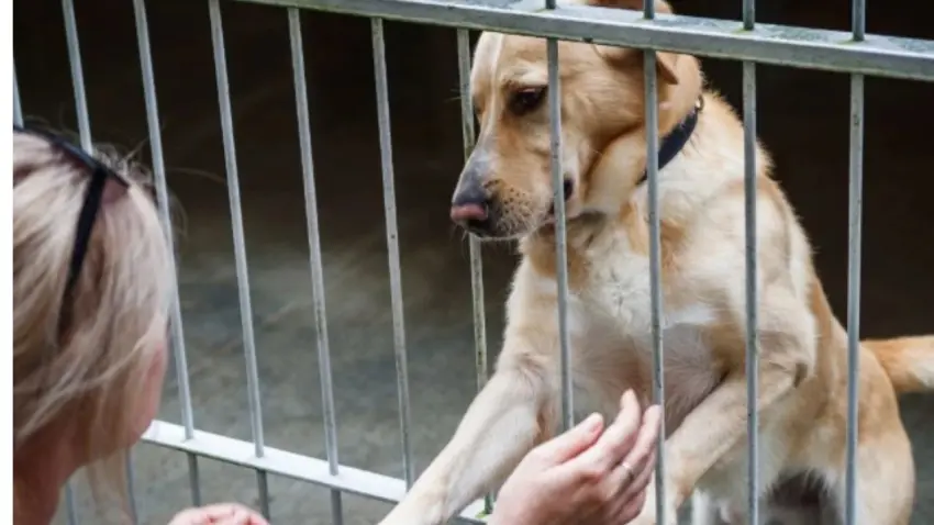 Başkan Yüksel’den barınaktaki dostlar için anlamlı çağrı haberinin görseli