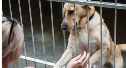 Başkan Yüksel’den barınaktaki dostlar için anlamlı çağrı