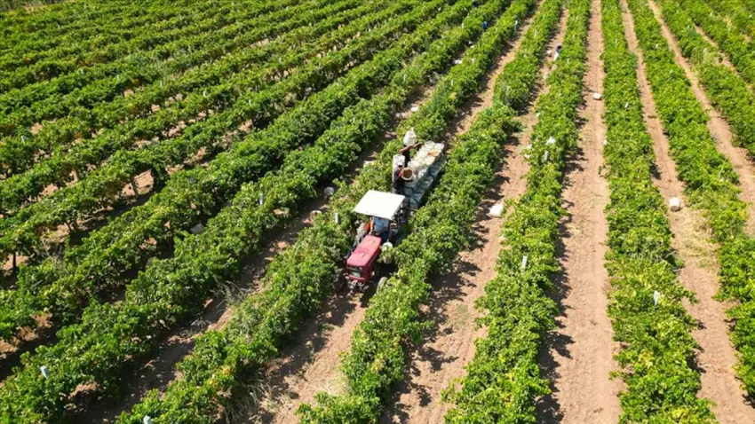 Çiftçiye dev destek: 17,4 milyar lira bugün hesaplara yatıyor haberinin görseli