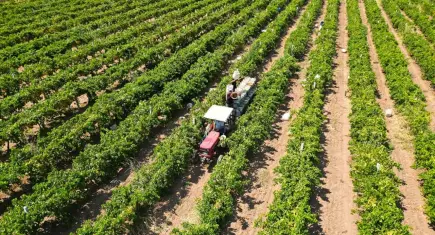 Çiftçiye dev destek: 17,4 milyar lira bugün hesaplara yatıyor