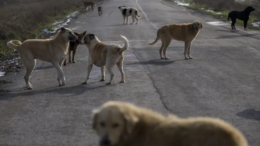 İstanbul Valiliği’nden sahipsiz köpek uyarısı haberinin görseli