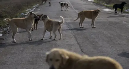 İstanbul Valiliği’nden sahipsiz köpek uyarısı