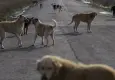 İstanbul Valiliği’nden sahipsiz köpek uyarısı