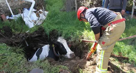 İtfaiyeden sıradışı operasyon: İş makinesiyle kuyudan çıkardılar