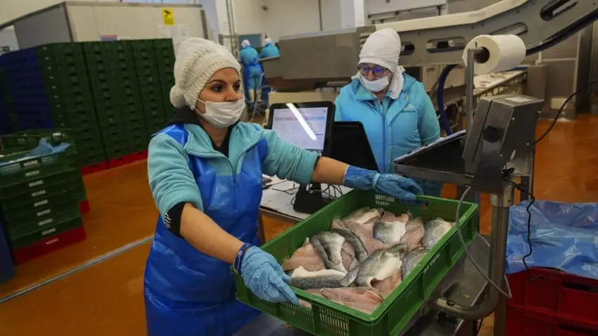Türk su ürünleri sektörü ihracatını yüzde 24 artırdı haberinin görseli