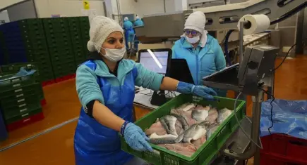 Türk su ürünleri sektörü ihracatını yüzde 24 artırdı