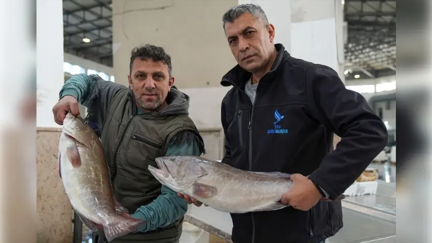 Egeli balıkçılar sezonu bollukla kapatıyor haberinin görseli