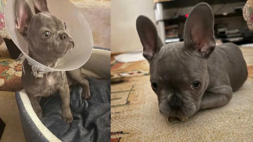 İzmir’de ameliyat edilen yavru köpek için ihmal tepkisi haberinin görseli