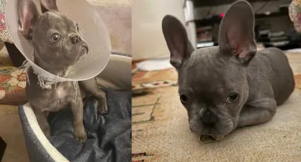 İzmir’de ameliyat edilen yavru köpek için ihmal tepkisi