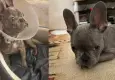 İzmir’de ameliyat edilen yavru köpek için ihmal tepkisi