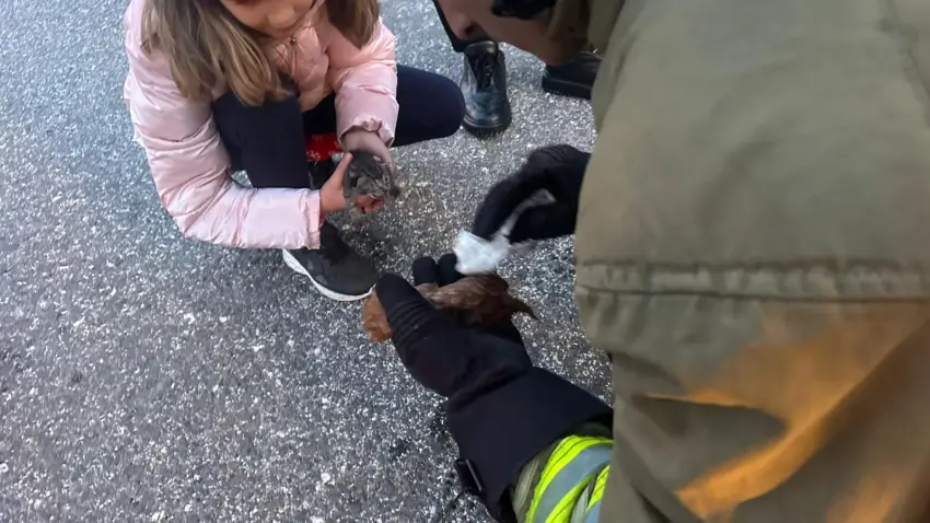 Kanala düşen yavru kediler kalp masajıyla hayata döndü haberinin görseli