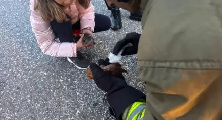 Kanala düşen yavru kediler kalp masajıyla hayata döndü
