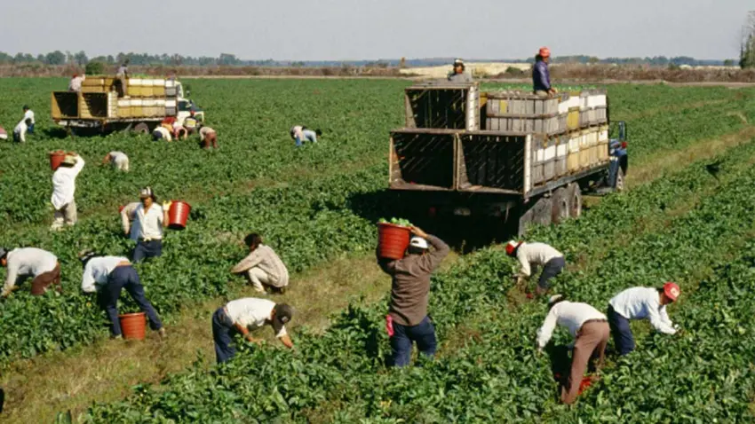 Buğday Derneği’nden gıda adaleti çağrısı haberinin görseli