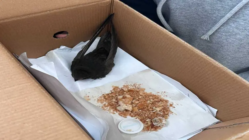 Öğrencilerden örnek davranış: Bitkin halde buldukları Ebabil kuşunu hayata döndürdüler haberinin görseli