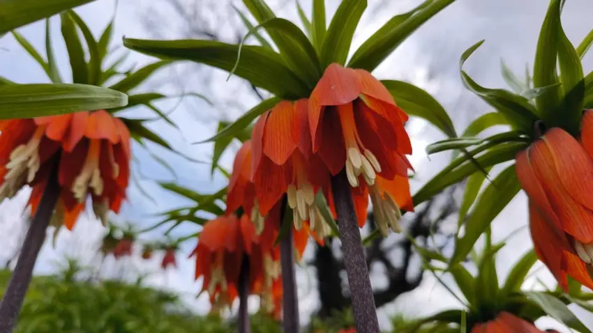 Sadece Türkiye'de yetişiyor: Koparmanın cezası 700 bin lira! haberinin görseli