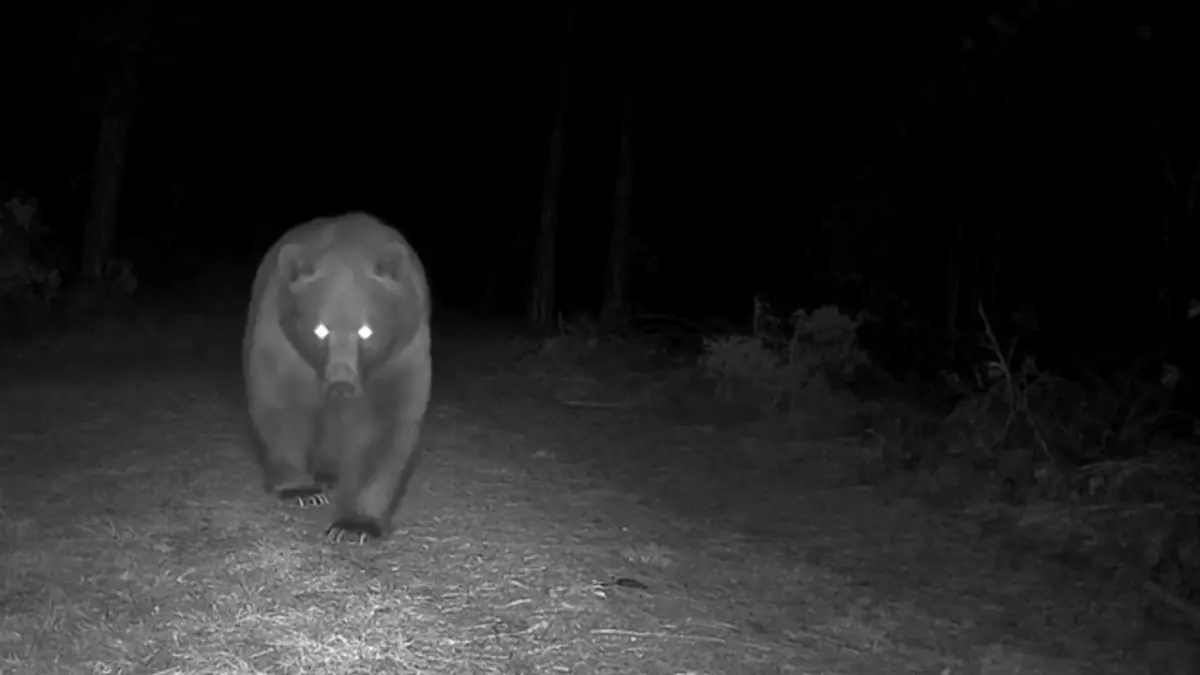 Bozayılar fotokapanla görüntülendi görseli
