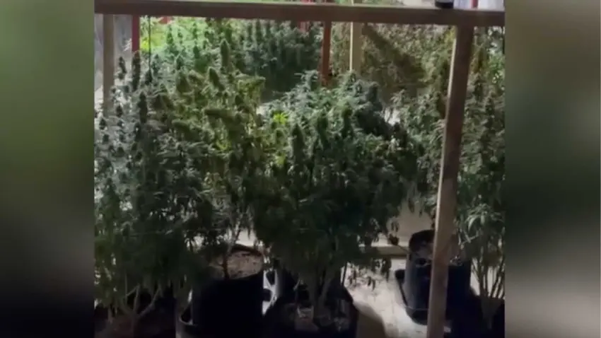 İzmir’de sera düzeneği kurulan evde yasaklı madde operasyonu haberinin görseli