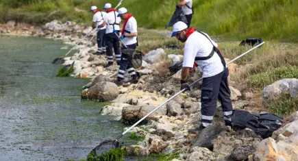 Çakalburnu Lagünü’nde yosun temizliği seferberliği