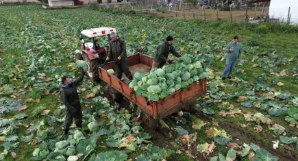 Tarımsal üretimde maliyet baskısı: Üretici fiyatları martta tırmandı