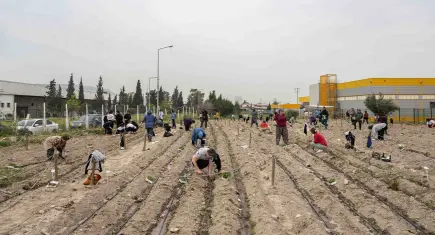 Bornova’da kent bostanlarında yaz mesaisi başladı
