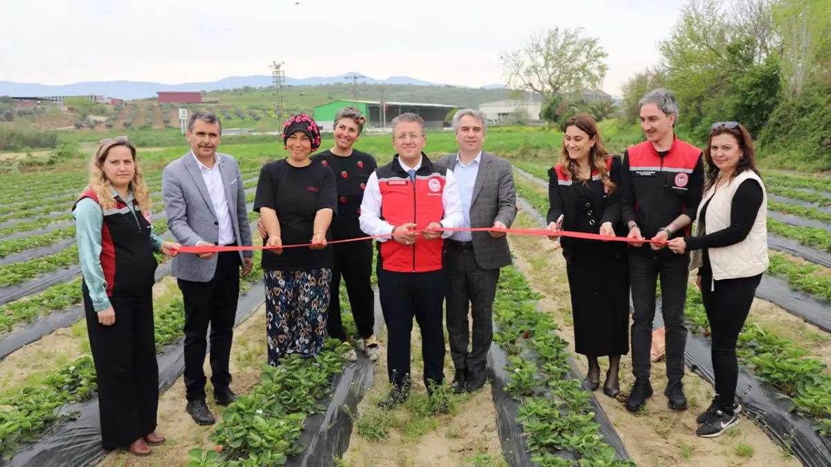 Tire'de organik çilekte hasat heyecanı başladı görseli