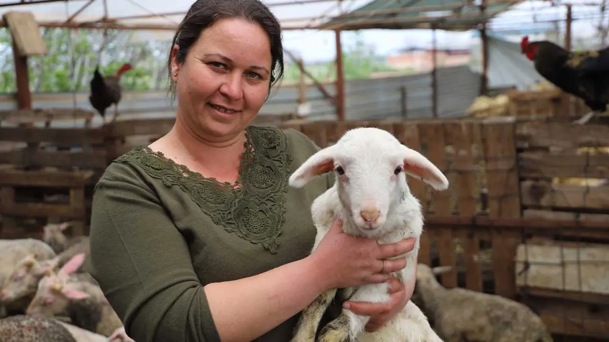 Babasının hediye ettiği kuzuyla çiftlik kurdu görseli