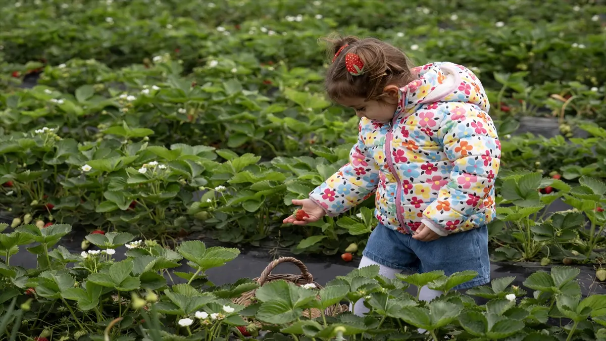 Aşırı yağışlar nedeniyle hasadı geciken Emiralem çileğinde verim arttı görseli