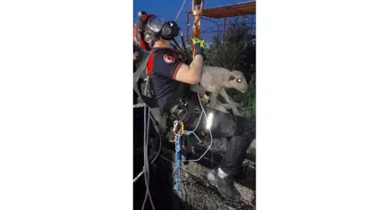 Kuyuya düşen kuzuyu itfaiye ekipleri kurtardı