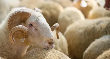 2026 yılı vekaletle kurban kesim bedelleri açıklandı