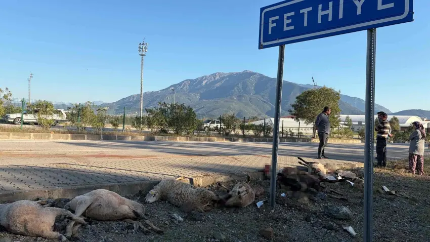 Fethiye’de motosiklet koyun sürüsüne çarptı: 8 koyun telef oldu haberinin görseli