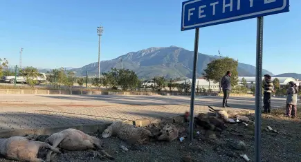Fethiye’de motosiklet koyun sürüsüne çarptı: 8 koyun telef oldu