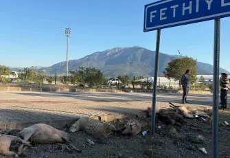 Fethiye’de motosiklet koyun sürüsüne çarptı: 8 koyun telef oldu