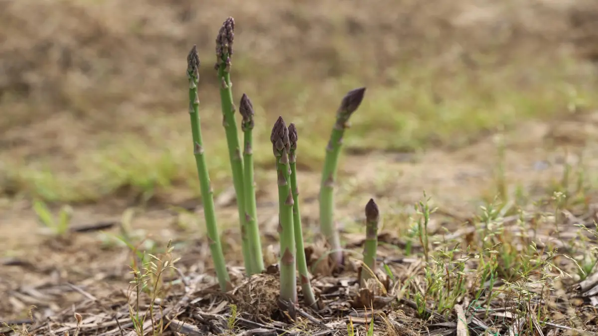 İzmir, kuşkonmaz üretiminde lider olmak istiyor görseli
