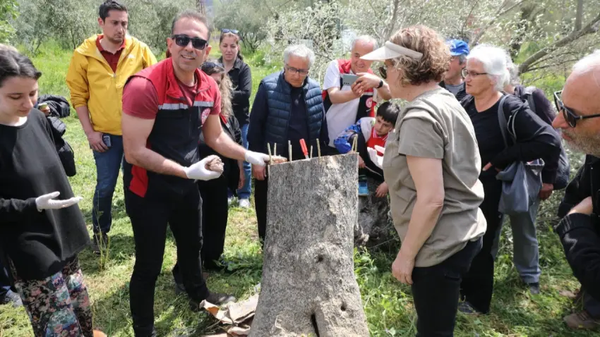 Seferihisar’da zeytin üreticilerine uygulamalı budama ve aşılama eğitimi haberinin görseli