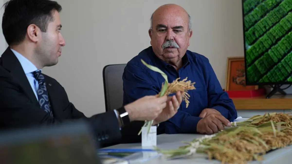 "Çeltiğin babası" kuraklığa ve hastalıklara dayanıklı 3 çeşit daha geliştirdi görseli