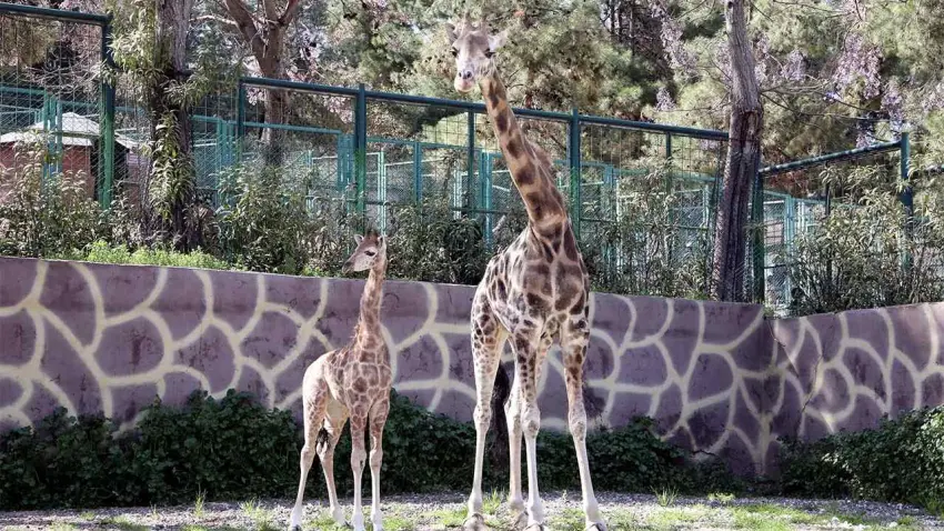 Türkiye’nin ilk zürafası dünyaya geldi: İsmi anketle belli olacak haberinin görseli