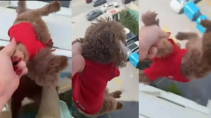 Başakşehir’de tepki çeken görüntü: Pencereden sarkıttığı köpeği cama vurup kaydetti haberinin görseli