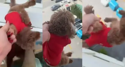 Başakşehir’de tepki çeken görüntü: Pencereden sarkıttığı köpeği cama vurup kaydetti