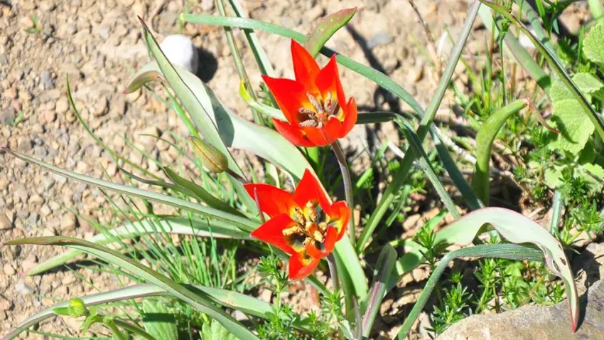 Koparmanın bedeli 700 bin TL! Spil Dağı’nda Manisa laleleri boy gösterdi