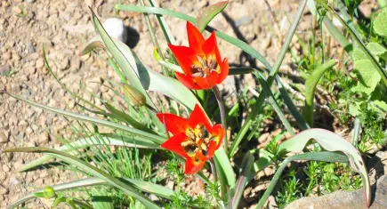 Koparmanın bedeli 700 bin TL! Spil Dağı’nda Manisa laleleri boy gösterdi