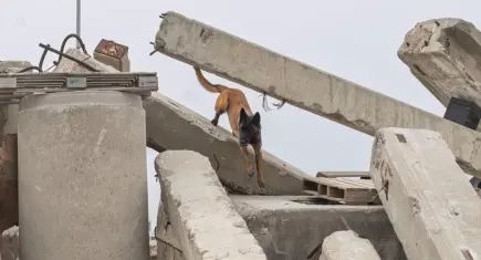 Momo, afetlerde hayat kurtaracak