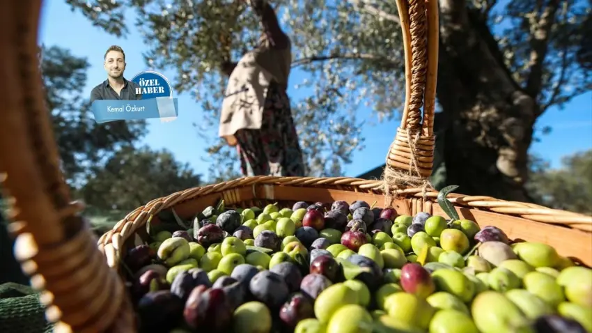Zeytinyağında pestisit krizi: Çözüm ihracatçıya özel sertifika haberinin görseli