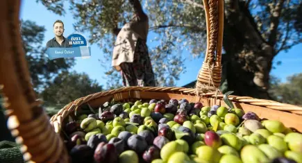 Zeytinyağında pestisit krizi: Çözüm ihracatçıya özel sertifika