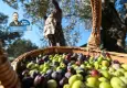 Zeytinyağında pestisit krizi: Çözüm ihracatçıya özel sertifika