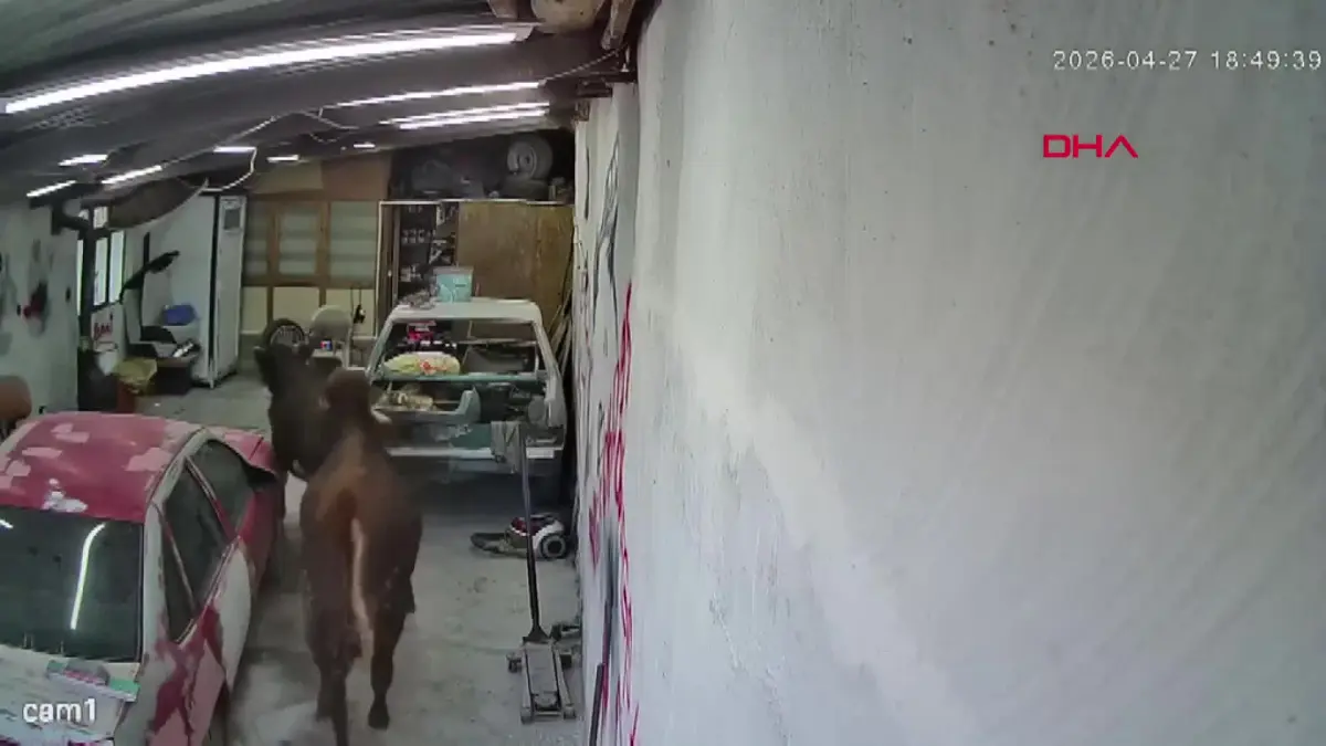 Ahırdan kaçan büyükbaşlar oto tamirciye girdi görseli