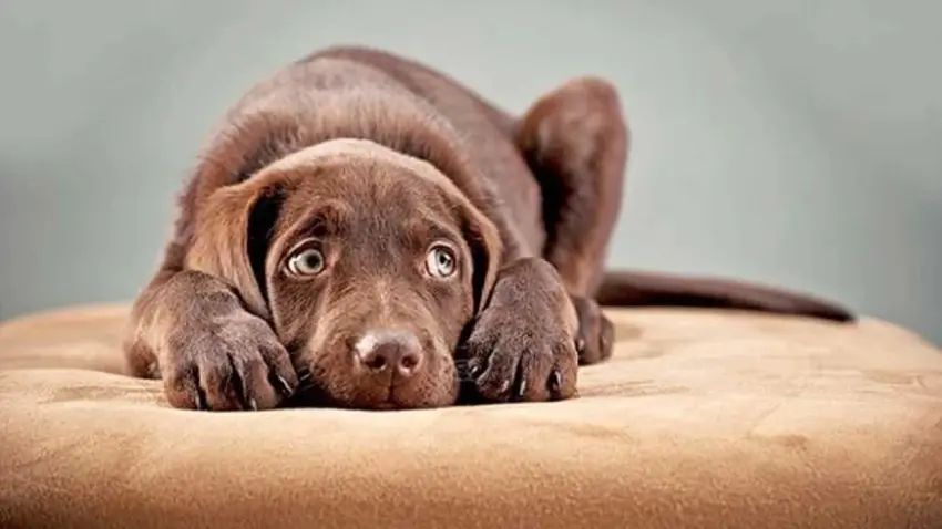 Hayvanlara şiddet iddiası sonrası kampanya başlatıldı: Tutuklama ve en ağır ceza çağrısı  haberinin görseli