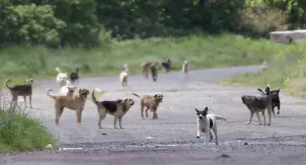 İstanbul Valisi Davut Gül’den sokak hayvanları açıklaması: Sahipsiz tek bir köpek bulunmayacak