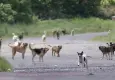 İstanbul Valisi Davut Gül’den sokak hayvanları açıklaması: Sahipsiz tek bir köpek bulunmayacak