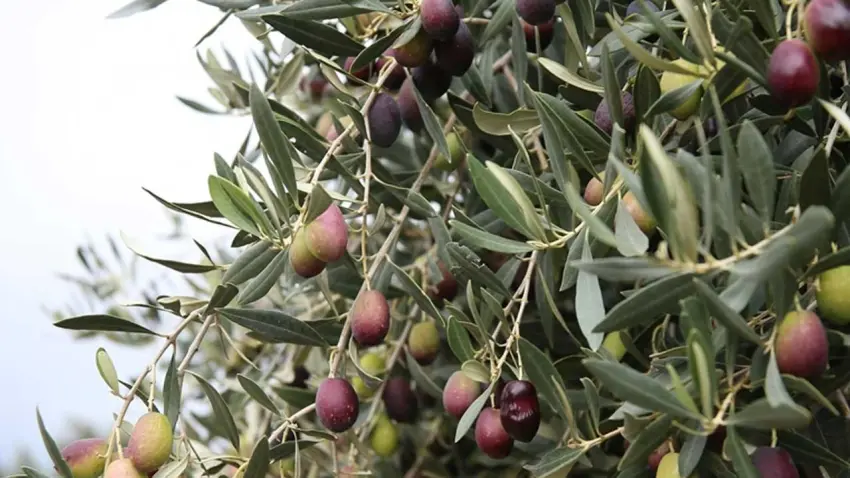 İzmir’de uluslararası zeytin mesaisi: 13 ülke bir araya geliyor haberinin görseli